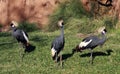 Three West African Crowned Cranes