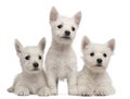 Three West Highland Terrier puppies