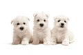 Three west highland white terrier puppies Royalty Free Stock Photo