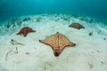 Three West Indian Starfish