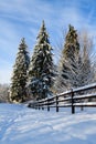 Three western hemlock trees stand above a three rail fence Royalty Free Stock Photo