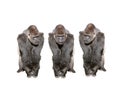 three western lowland gorilla isolated on white background