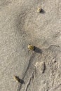 Three Western Tussock Moth caterpillars hatching on a beach in california Royalty Free Stock Photo