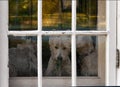 Three Westie Dogs staring out door window With Chipped Paint