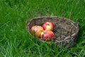 Three wet apples in an old basket. Green grass around. Royalty Free Stock Photo