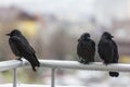 Three wet crows sitting on balcony rail Royalty Free Stock Photo