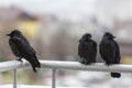 Three wet crows sitting on balcony rail