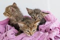 Three wet kittens after bathing are wrapped in a pink towel Royalty Free Stock Photo