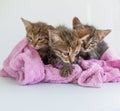 Three wet kittens after bathing are wrapped in a pink towel Royalty Free Stock Photo