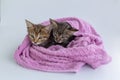 Three wet kittens after bathing are wrapped in a pink towel Royalty Free Stock Photo