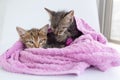 Three wet kittens after bathing are wrapped in a pink towel Royalty Free Stock Photo