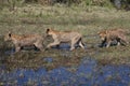 Three Wet Lion Cubs in a Marsh