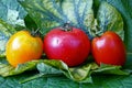 Three wet ripe tomatoes on green sheets Royalty Free Stock Photo