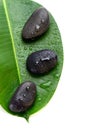 Three wet spa stones on a green leaf