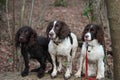 Three wet working spaniel pet gundogs sat together Royalty Free Stock Photo