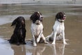 Three wet working spaniel pet gundogs sat together on a sandy beach Royalty Free Stock Photo