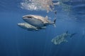 Three Whale Sharks