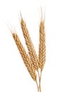 Three Wheat Royalty Free Stock Photo