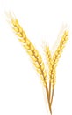 Three wheat ears