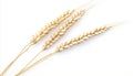 Three wheat ears isolated on white background, macro Royalty Free Stock Photo