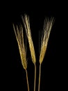 Three Wheat Grain Stalks on a Black Background