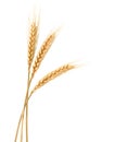 Three Wheat spikelets