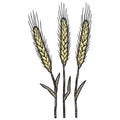 Three wheat spikelets. Sketch scratch board imitation color. Engraving raster