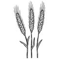 Three wheat spikelets. Sketch scratch board imitation color.