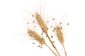 Three wheat spikes with seeds