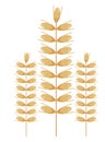 three wheat spikes Royalty Free Stock Photo