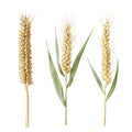 Three Wheat Stalks with Green Leaves on White Background image stock Royalty Free Stock Photo
