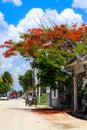 Bicycle taxi on dirt village street under a Royal Poinciana tree in Sisal Yucatan Mexico Royalty Free Stock Photo