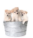 Three White Adorable Puppies in a Washtub Royalty Free Stock Photo