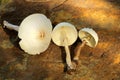 Three White Amanita Mushrooms On Brown Stone Background