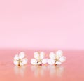 Three white apricot flowers on a pink background. Pastel color Royalty Free Stock Photo