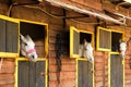 Three white Arabian horses looking out from their boxes Royalty Free Stock Photo