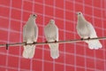 Three white beautiful pigeons