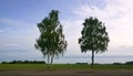 Three white birch in the field. Royalty Free Stock Photo