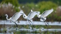 Three White Birds Flying Over Water Royalty Free Stock Photo