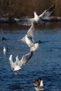 Three white black-headed gulls flying Royalty Free Stock Photo