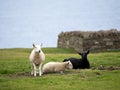 Three white and black sheep in front of a drystone enclosure Royalty Free Stock Photo