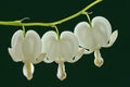 Three White Bleeding Hearts Royalty Free Stock Photo