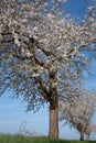 Three white blossoming cherry trees stand in a row in spring in portrait format. The sky is blue. The meadow is green. The sun is Royalty Free Stock Photo