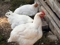White broiler chickens outside. Royalty Free Stock Photo