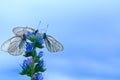 Three white butterflies on flower on blue sky background