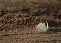 Three white butterfly Royalty Free Stock Photo