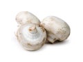 Three White Button Mushrooms Royalty Free Stock Photo