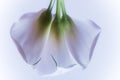 Three white calla flowers upside down on a white background Royalty Free Stock Photo