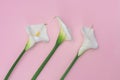 Three white calla lilly flowers on pink background Royalty Free Stock Photo