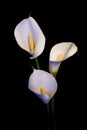 Three white Calla lily